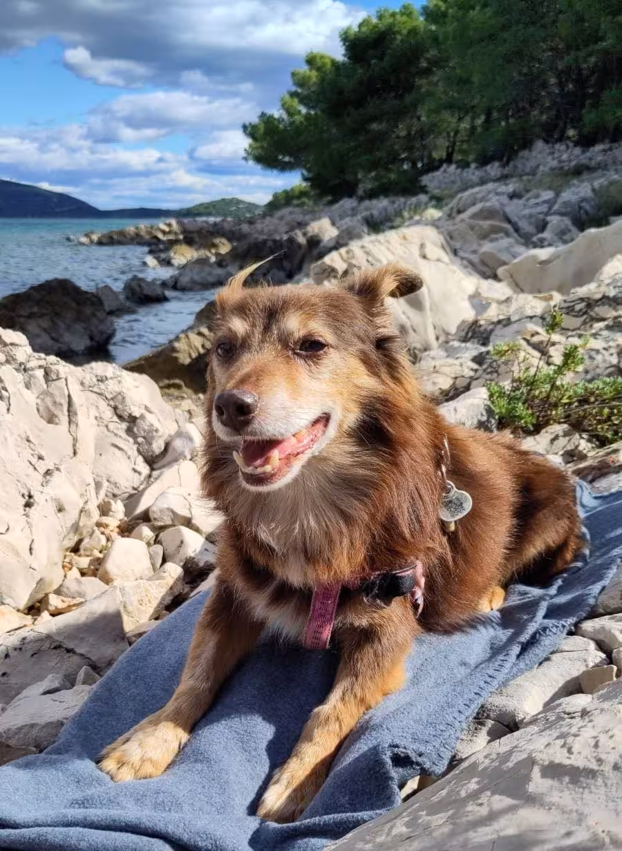 Photo from front perspective of brown dog laying on rock beach near sea.