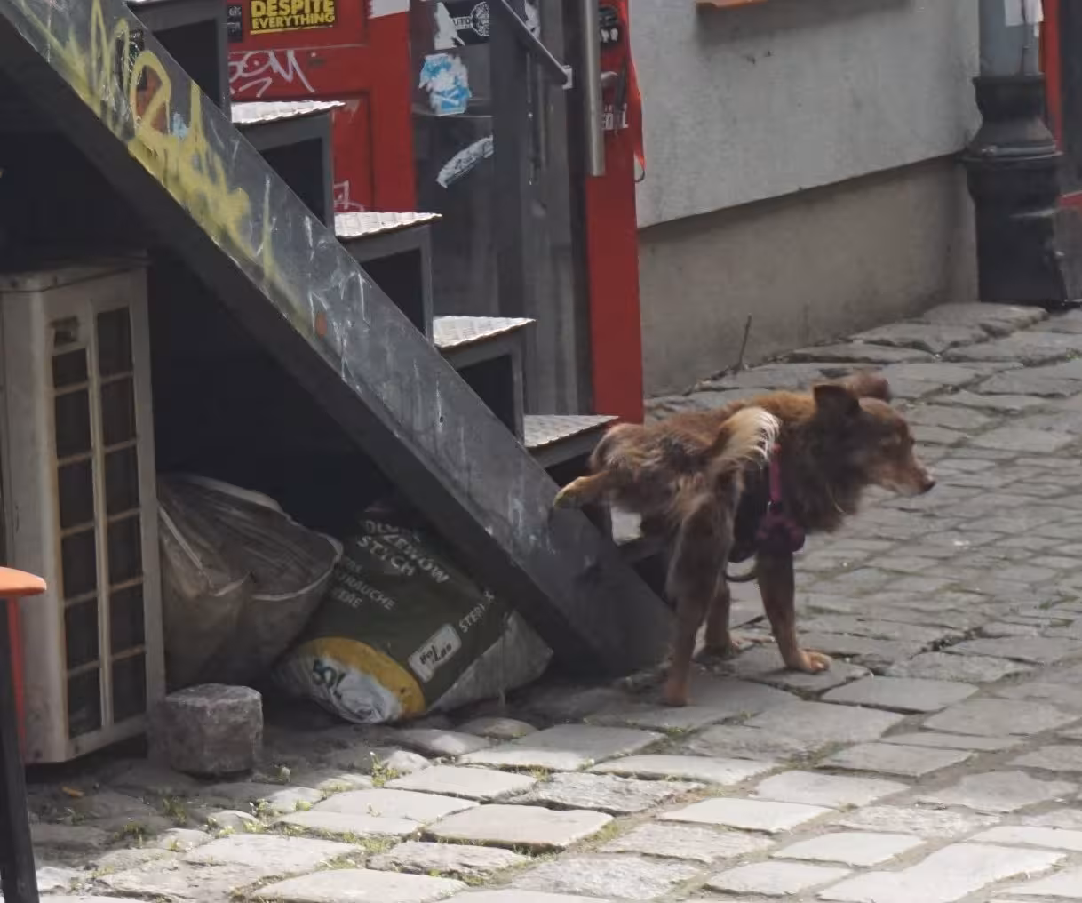 Photo of brown dog who is peeing on outdoor stairs